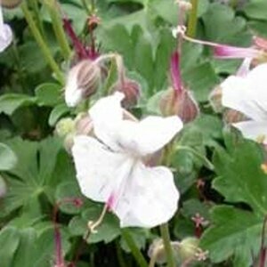 Geranium cant. 'St Ola' geen maat specificatie 0,55L/P9cm - afbeelding 3