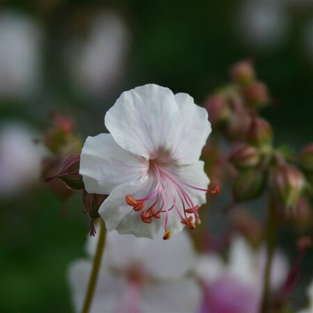 Geranium cant. 'St Ola' geen maat specificatie 0,55L/P9cm - afbeelding 4