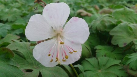 Geranium cant. 'St Ola' geen maat specificatie 0,55L/P9cm - afbeelding 6