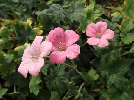 Geranium endressii 'Wargrave Pink' geen maat specificatie 0,55L/P9cm - afbeelding 5