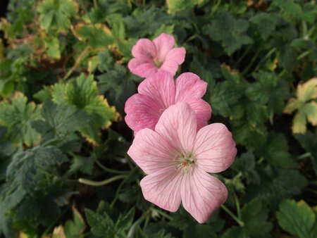 Geranium endressii 'Wargrave Pink' geen maat specificatie 0,55L/P9cm - afbeelding 8