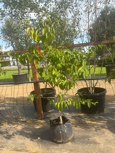 Heptacodium miconioides 175-200 cm Bag (zak) 40liter meerstammig