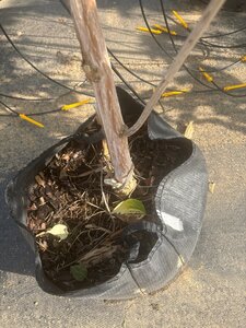 Heptacodium miconioides 175-200 cm Bag (zak) 40liter meerstammig - afbeelding 2