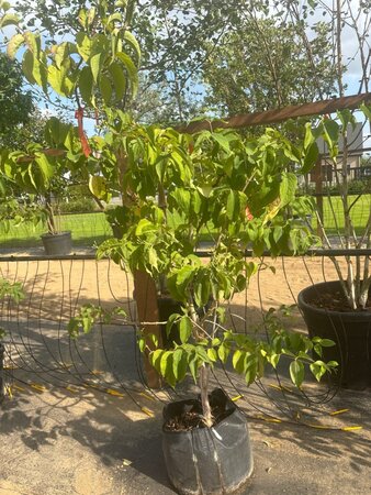Heptacodium miconioides 175-200 cm Bag (zak) 40liter meerstammig - afbeelding 3
