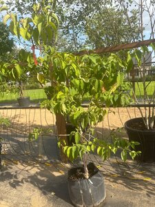 Heptacodium miconioides 175-200 cm Bag (zak) 40liter meerstammig - afbeelding 3