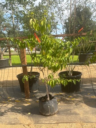 Heptacodium miconioides 175-200 cm Bag (zak) 40liter meerstammig - afbeelding 4