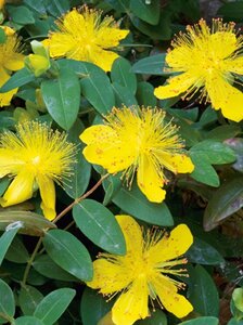Hypericum calycinum geen maat specificatie 0,55L/P9cm - afbeelding 6