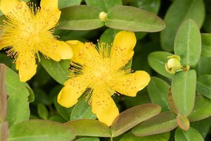 Hypericum calycinum geen maat specificatie 0,55L/P9cm