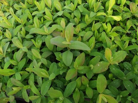Hypericum calycinum geen maat specificatie 0,55L/P9cm - afbeelding 9