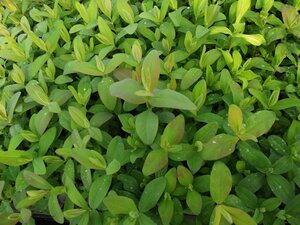 Hypericum calycinum geen maat specificatie 0,55L/P9cm - afbeelding 9