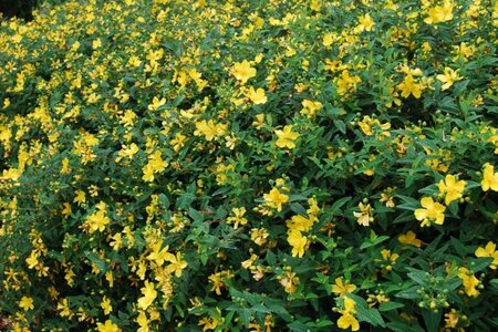 Hypericum 'Hidcote' geen maat specificatie 0,55L/P9cm - afbeelding 4