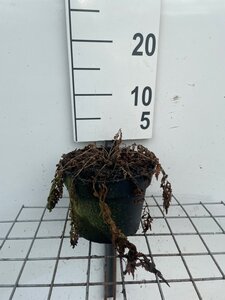 Matteuccia struthiopteris geen maat specificatie cont. 2,0L