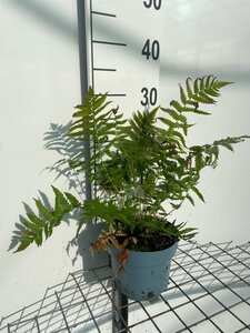 Matteuccia struthiopteris geen maat specificatie cont. 2,0L - image 3