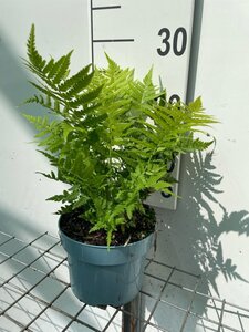 Matteuccia struthiopteris geen maat specificatie cont. 2,0L - image 2