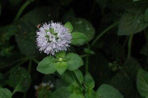 Mentha aquatica geen maat specificatie 0,55L/P9cm