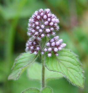 Mentha aquatica geen maat specificatie 0,55L/P9cm - afbeelding 3