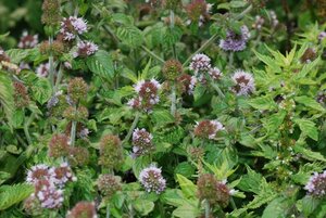 Mentha aquatica geen maat specificatie 0,55L/P9cm - afbeelding 4