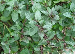 Mentha piperita 'Chocolate' geen maat specificatie 0,55L/P9cm - afbeelding 3