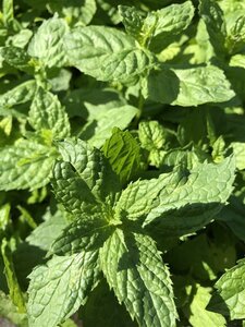 Mentha piperita (peppermint) geen maat specificatie 0,55L/P9cm