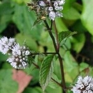 Mentha piperita (peppermint) geen maat specificatie 0,55L/P9cm - afbeelding 3