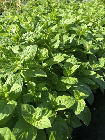 Mentha piperita (peppermint) geen maat specificatie 0,55L/P9cm - afbeelding 2