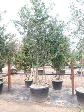 Parrotia persica 300-350 cm container meerstammig - afbeelding 12