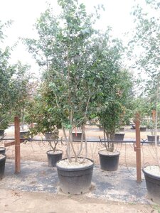 Parrotia persica 300-350 cm container meerstammig - afbeelding 12