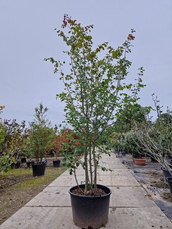 Parrotia persica 300-350 cm container meerstammig - afbeelding 9