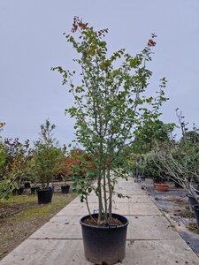 Parrotia persica 300-350 cm container meerstammig - afbeelding 9
