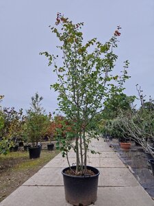 Parrotia persica 300-350 cm container meerstammig - afbeelding 8
