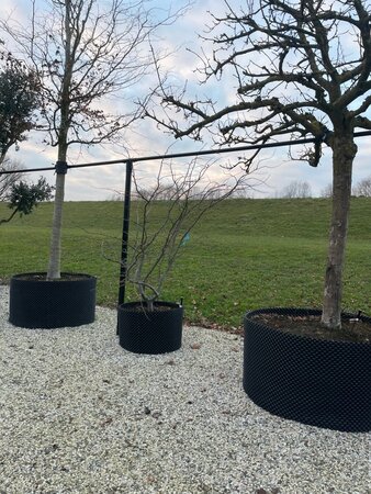 Parrotia persica 300-350 cm container meerstammig - afbeelding 1
