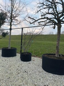 Parrotia persica 300-350 cm container meerstammig - afbeelding 1