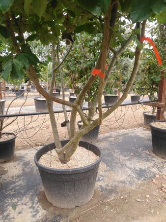 Parrotia persica 300-350 cm container meerstammig - afbeelding 15