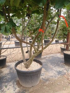 Parrotia persica 300-350 cm container meerstammig - afbeelding 15