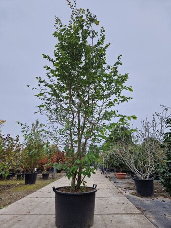 Parrotia persica 300-350 cm container meerstammig - afbeelding 7