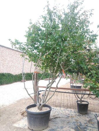 Parrotia persica 300-350 cm container meerstammig - afbeelding 14