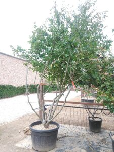 Parrotia persica 300-350 cm container meerstammig - afbeelding 14
