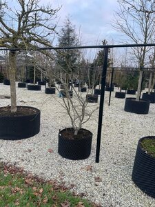 Parrotia persica 300-350 cm container meerstammig - afbeelding 17