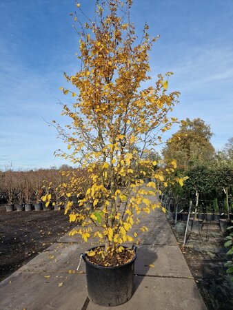 Parrotia persica 300-350 cm container meerstammig - afbeelding 6