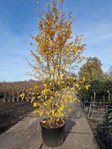 Parrotia persica 300-350 cm container meerstammig - afbeelding 6