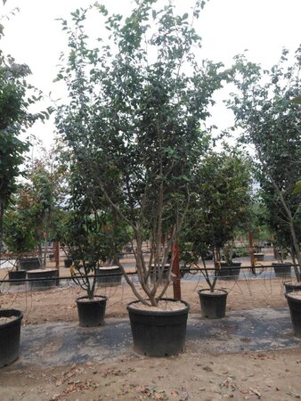 Parrotia persica 300-350 cm container meerstammig - afbeelding 11