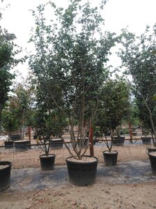 Parrotia persica 300-350 cm container meerstammig - afbeelding 11
