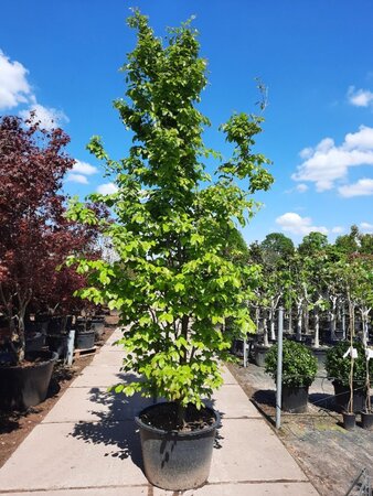 Parrotia persica 300-350 cm container meerstammig - afbeelding 5