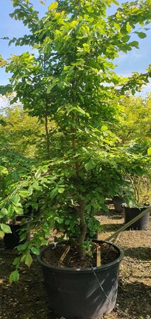 Parrotia persica 300-350 cm container meerstammig - afbeelding 4
