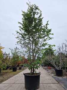 Parrotia persica 300-350 cm container meerstammig - afbeelding 3