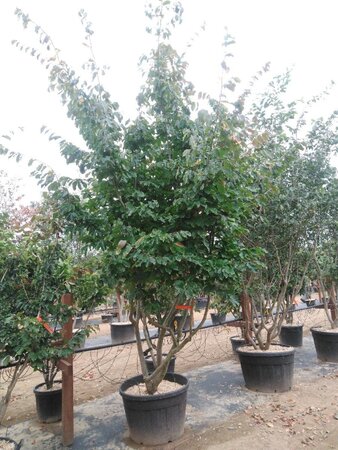 Parrotia persica 300-350 cm container meerstammig - afbeelding 13