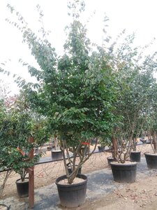 Parrotia persica 300-350 cm container meerstammig - afbeelding 13