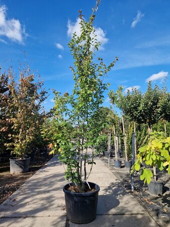 Parrotia persica 300-350 cm container meerstammig - afbeelding 3