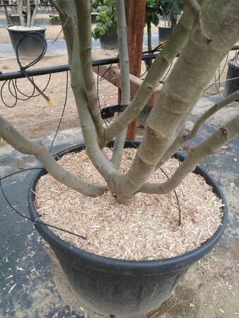 Parrotia persica 300-350 cm container meerstammig - afbeelding 10