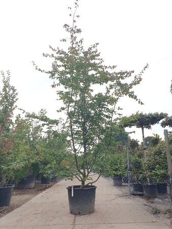 Parrotia persica 300-350 cm container meerstammig - afbeelding 2